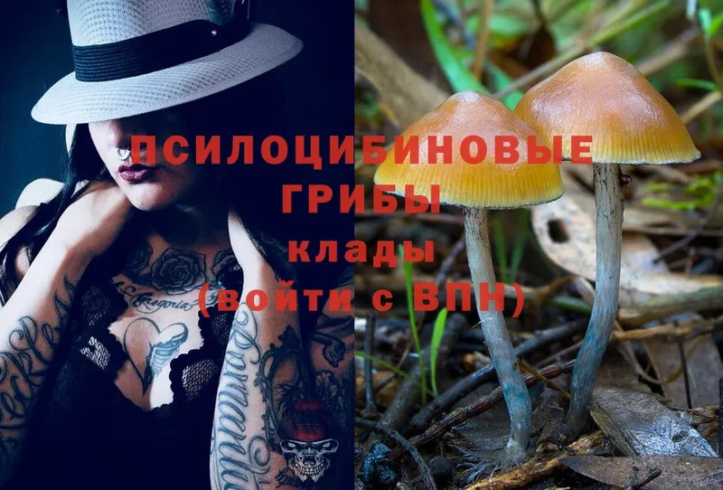 Псилоцибиновые грибы Psilocybine cubensis  Тайга 